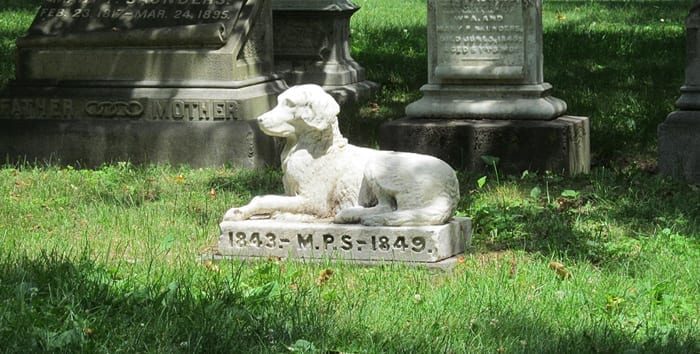 Do Deceased Pets Visit from the Afterlife?